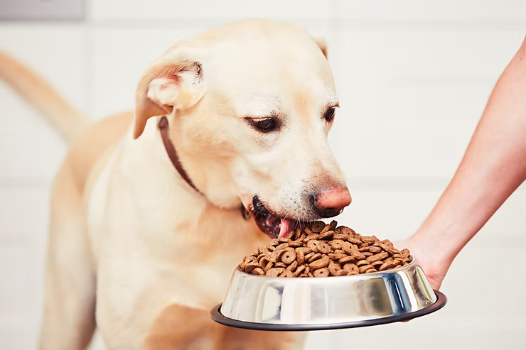 A labrador dog eating kibble from a silver bowl