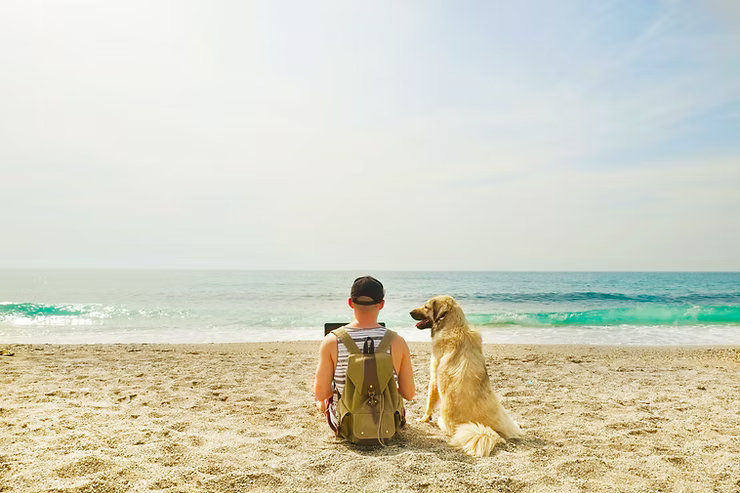 The Biggest Dangers for Dogs in Portugal: Heat, Parasites & Caterpillars Explained