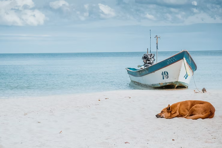 Moving to Portugal With a Dog: What Life Is Really Like for Expats