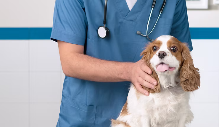 A vet in a blue uniform examines a small brown and white spaniel 