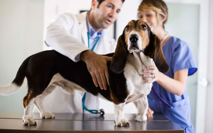 The Ultimate Guide to Vets, Pet Insurance & Emergency Care in Portugal: What Expats Need to Know