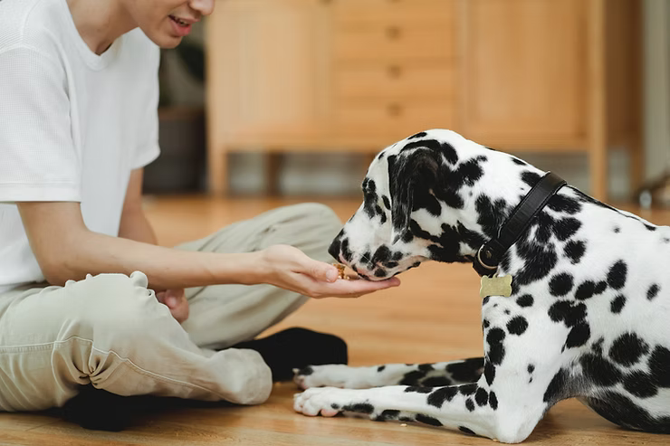 Choosing the right diet for your dog is important. Dog nutrition is often overlooked, but modern advances like cold pressed allow you to keep a convenient kibble diet without depriving your dog of important nutrients