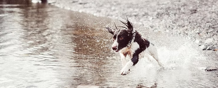 Nutrition can make a massive difference for dogs with sensitive stomachs. Switching to a cold pressed diet could reduce several major conditions from irritated digestion to intolerances.