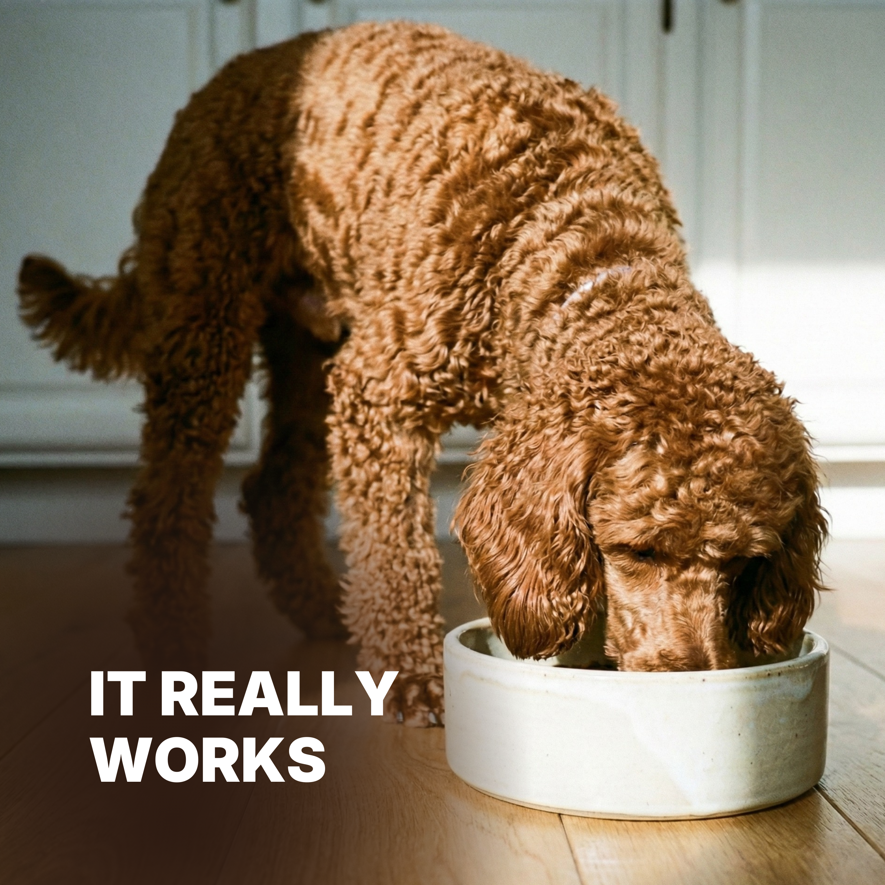Shine Coat Supplement