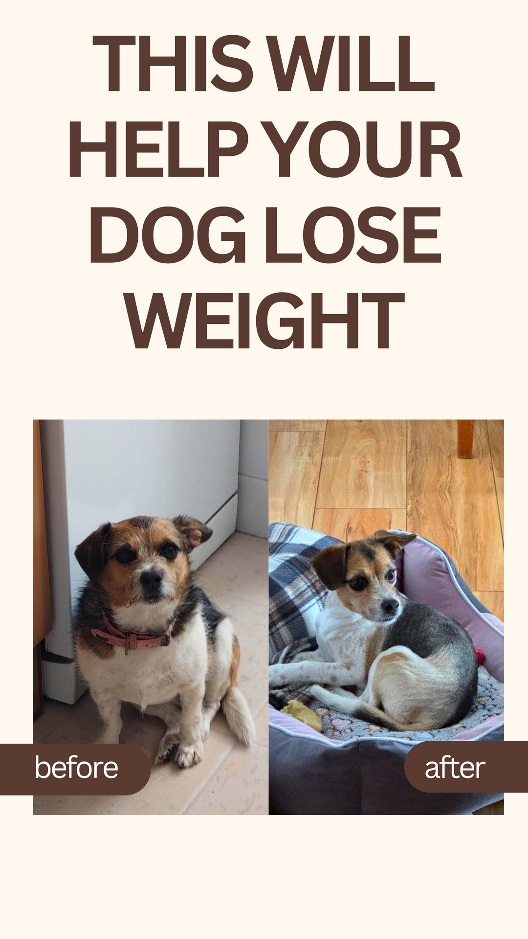 Before and after comparison of a dog losing weight, with text indicating weight loss help.
