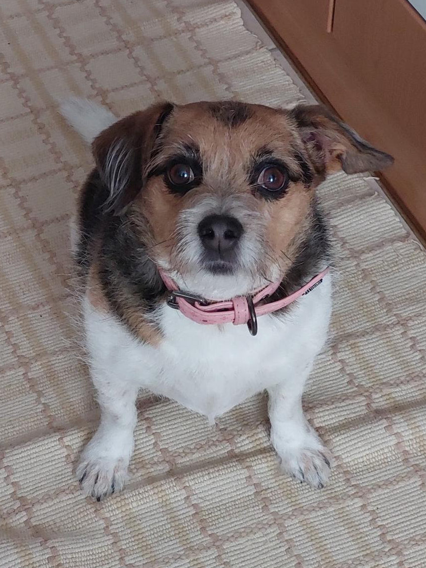 Small dog sitting on a patterned carpet